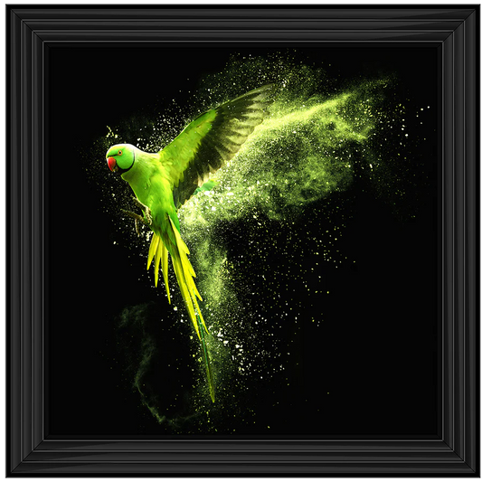 Black framed picture of a flying green parakeet on a black background with a powder explosion. 
