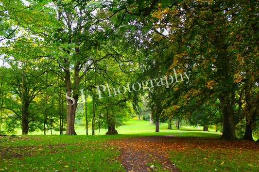 Auckland Park, County Durham - Print