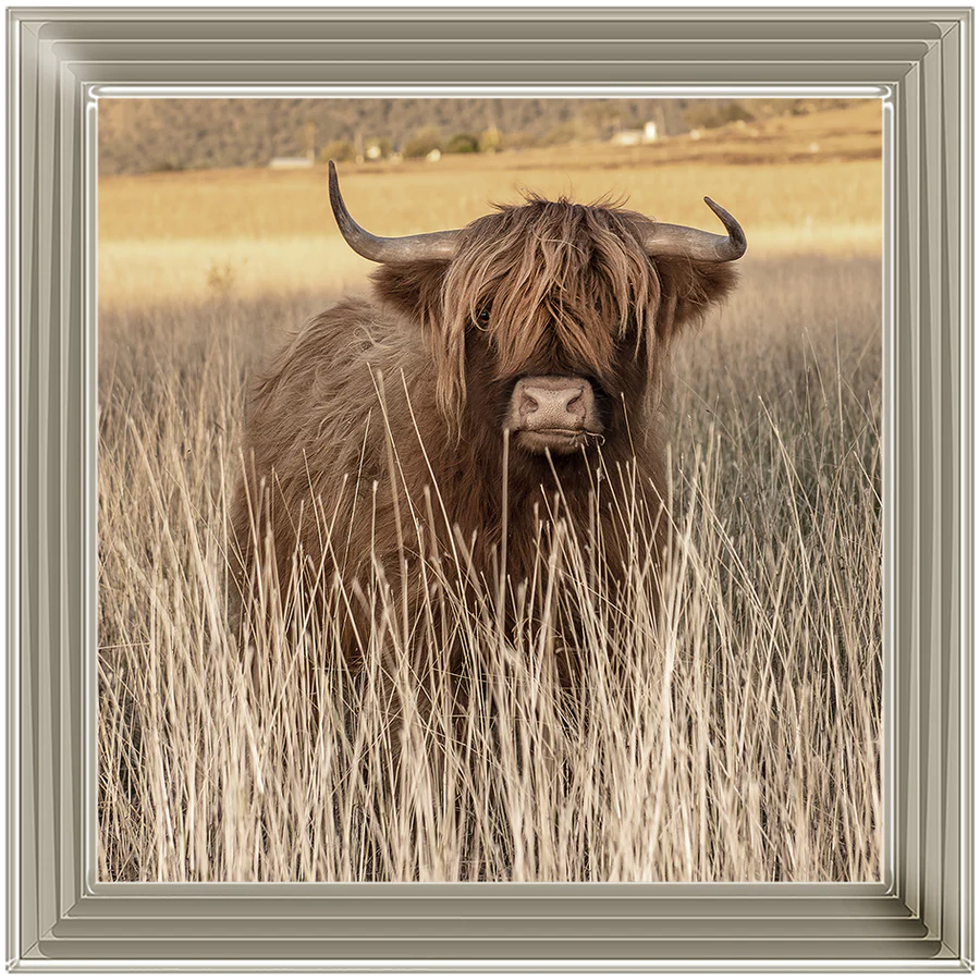 Highland cow in a field wall art with a decorative frame.