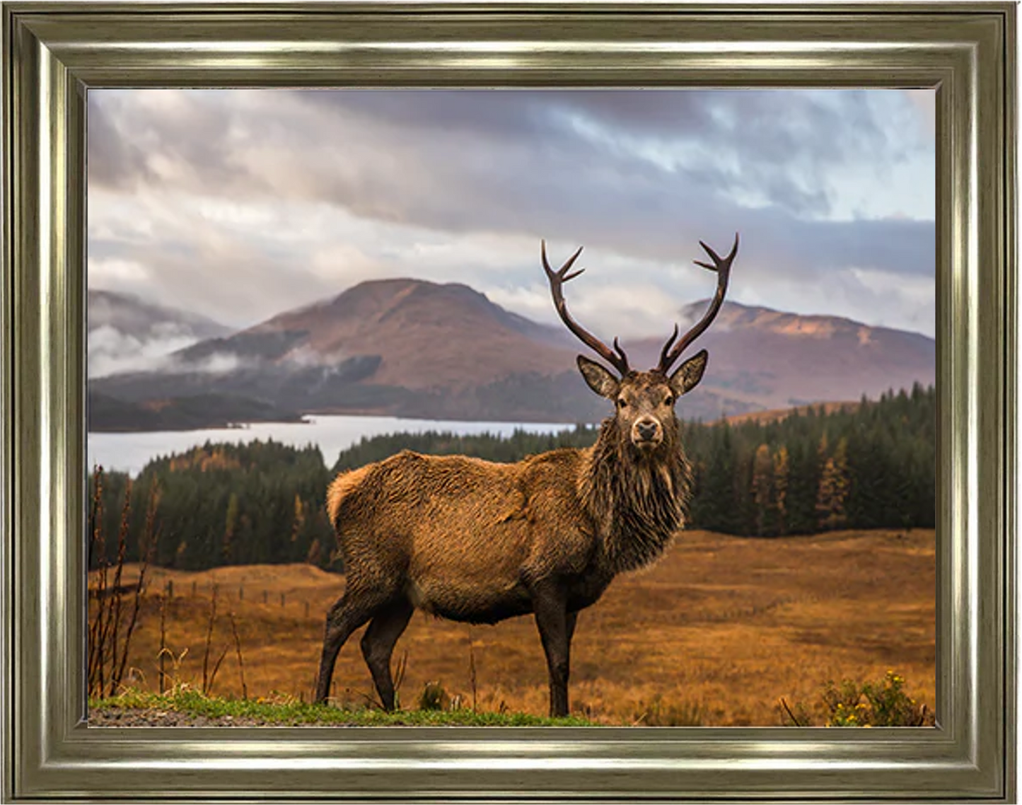 Scottish Highland Stag - Champagne Framed Picture
