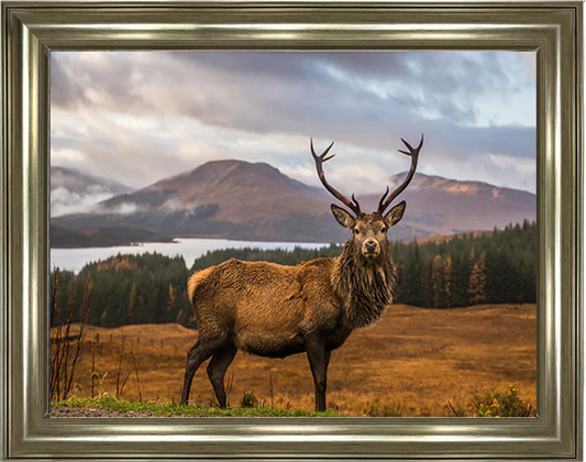 Scottish Highland Stag - Champagne Framed Picture