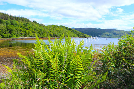 Loch Sunart, Scotland - Print