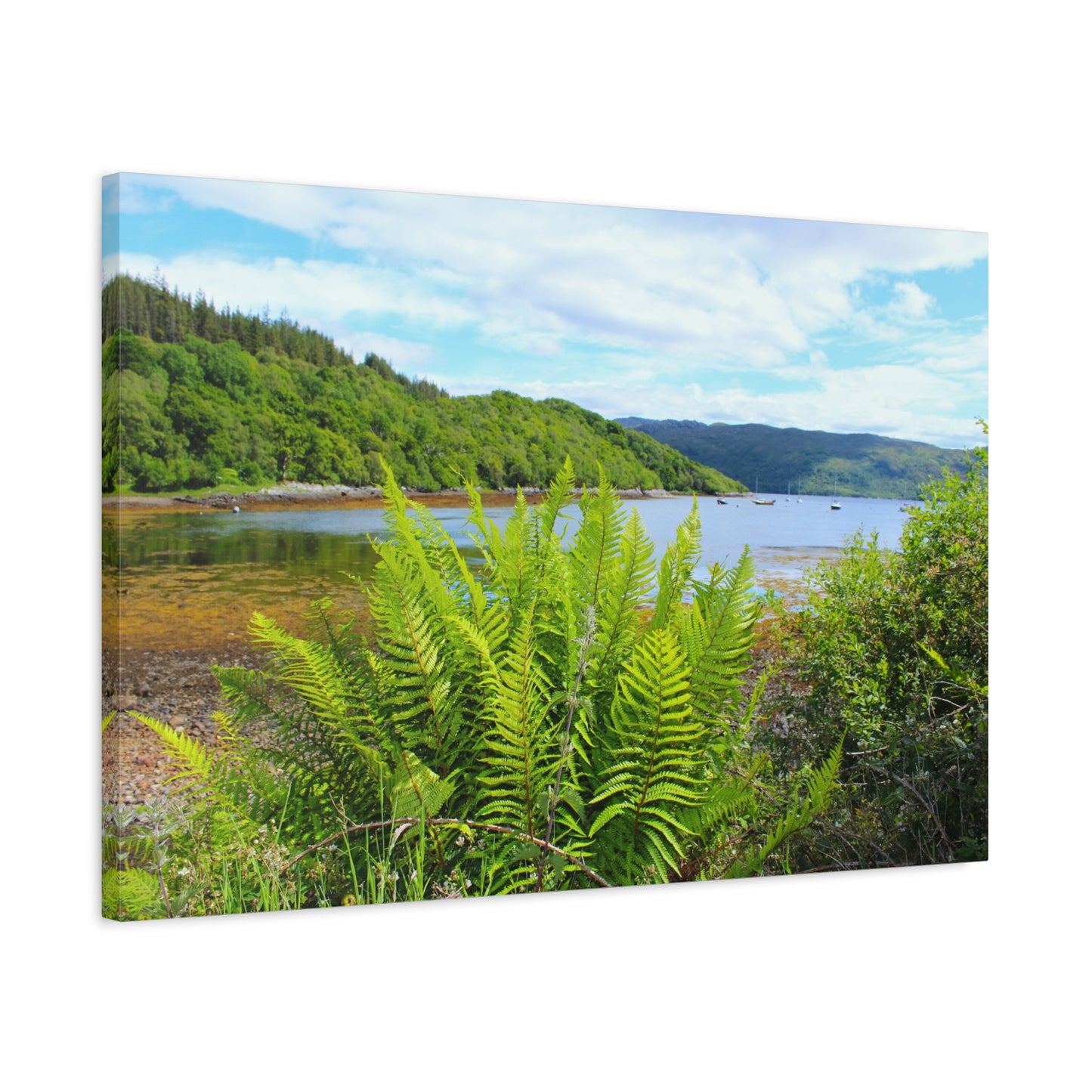 Landscape with a lake, trees, and ferns on a clear day