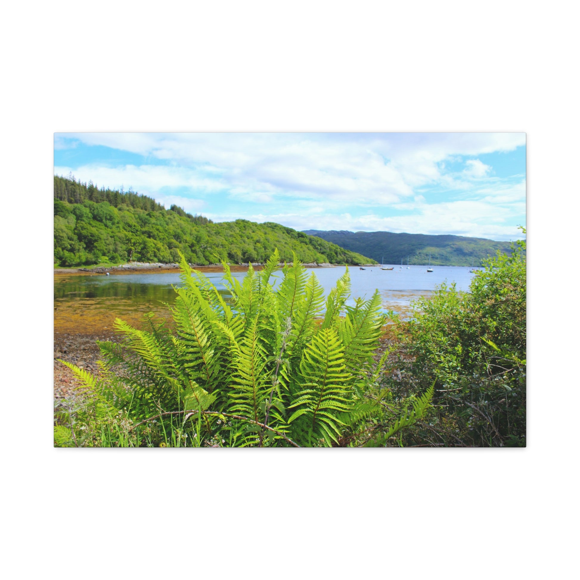 Lush green ferns in the foreground with a scenic view of a lake and forest in the background.