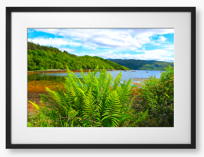 Framed Photo of green ferns in the foreground with a scenic view of a lake and mountains in the background.