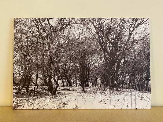 Snowy Winter Trees Canvas Print