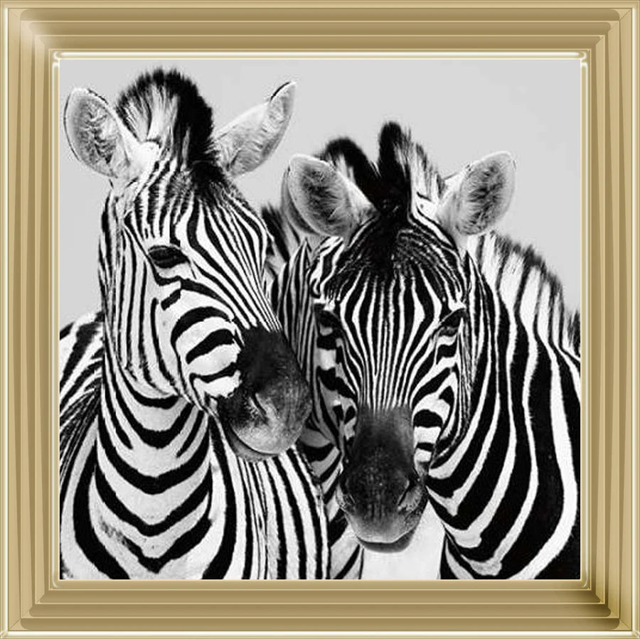 Duo Of Zebras – Framed Picture