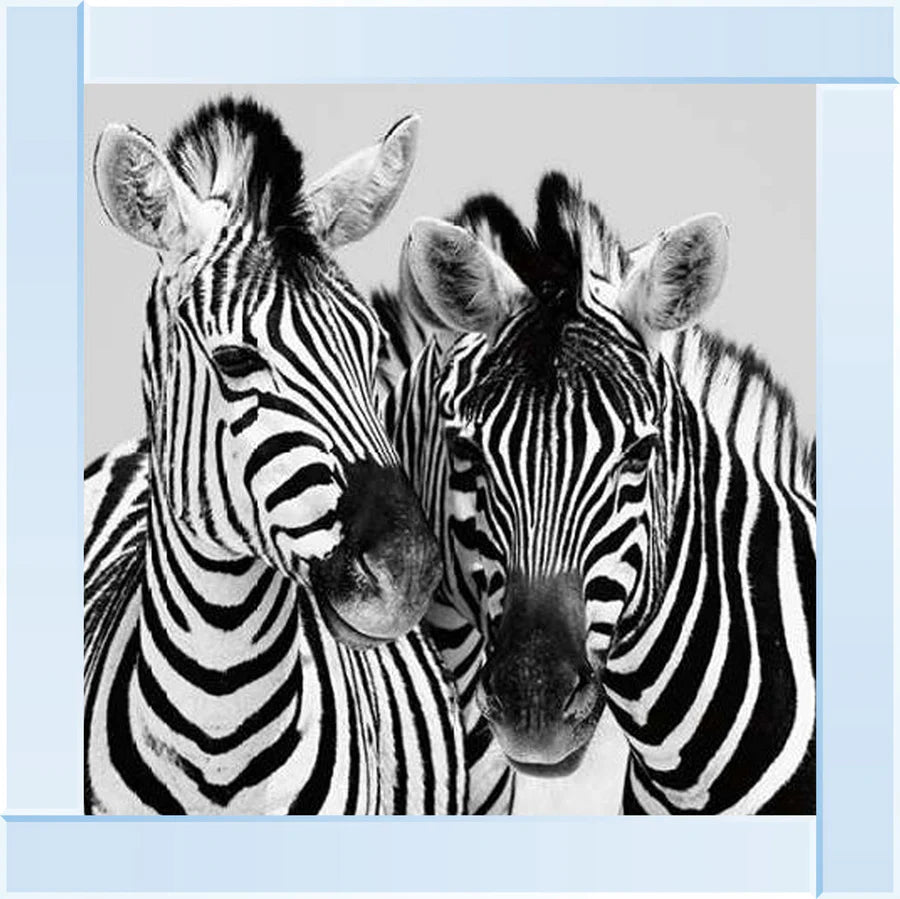 Duo Of Zebras – Framed Picture
