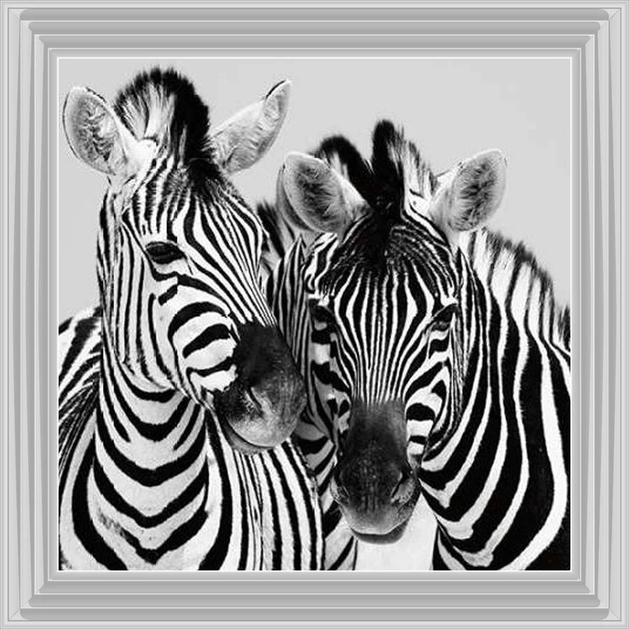 Duo Of Zebras – Framed Picture