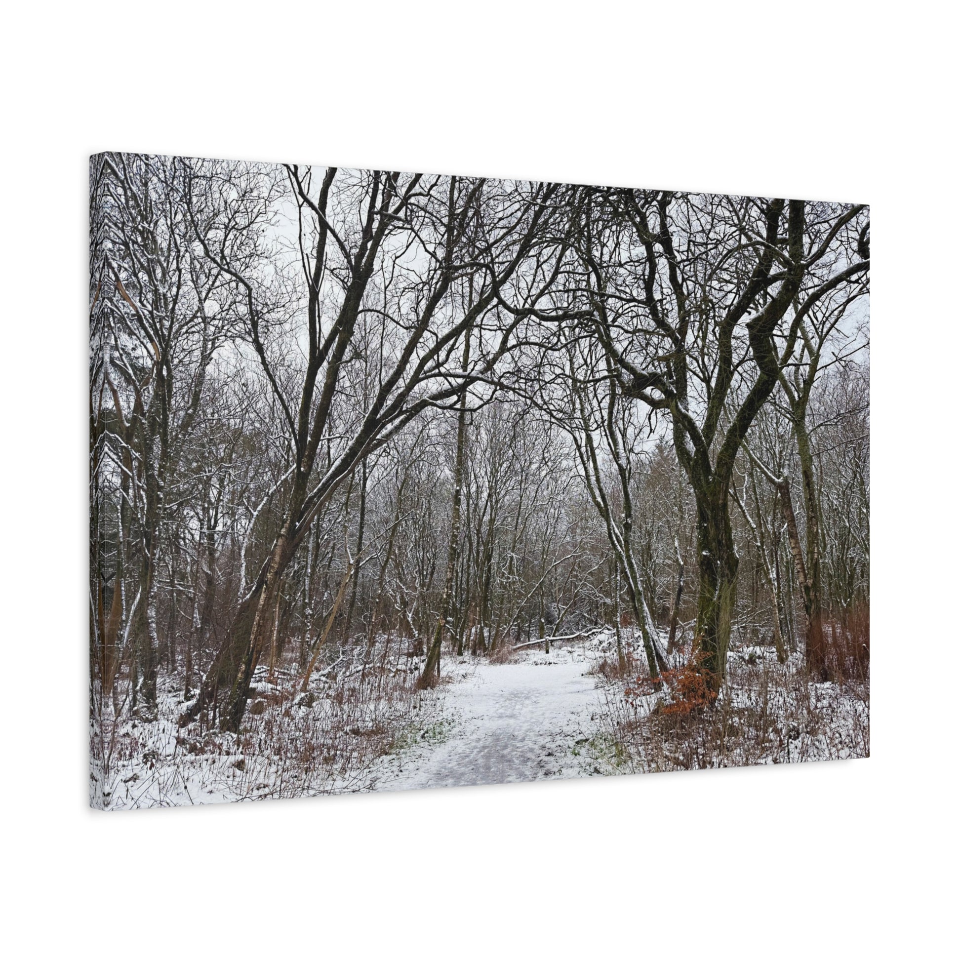 Winter forest scene with snow-covered ground and bare trees
