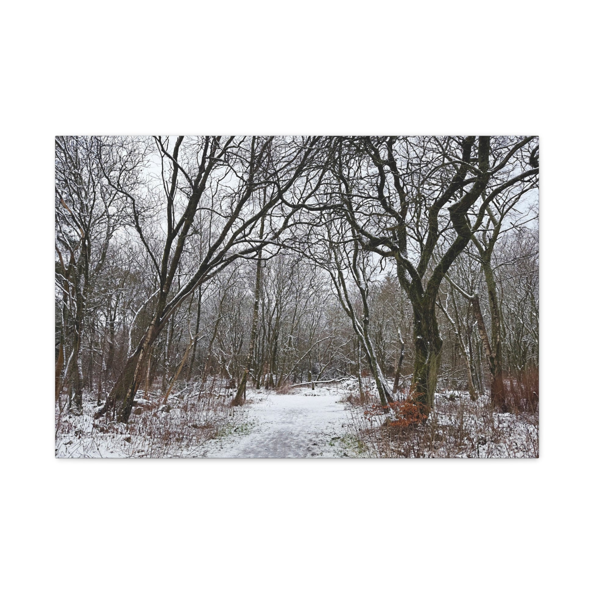 Winter forest scene with snow-covered ground and bare trees