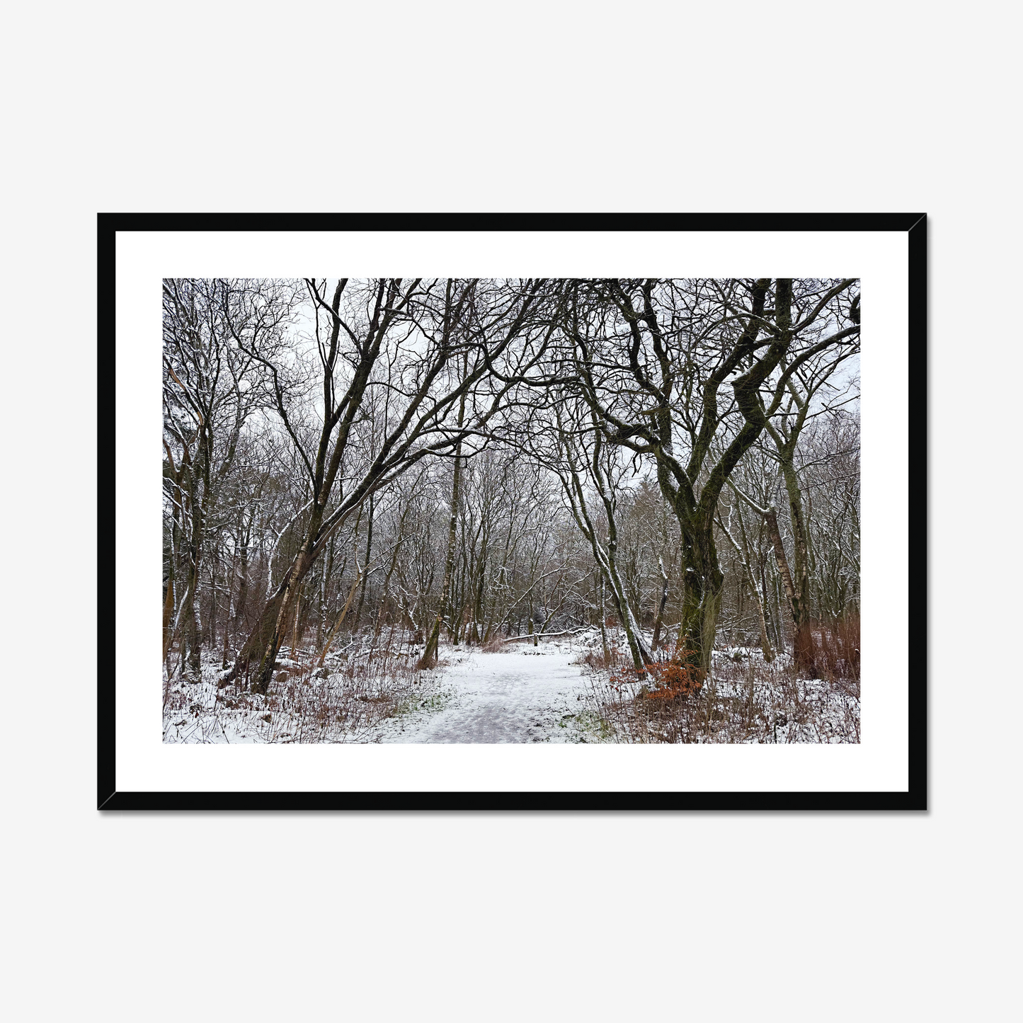 Framed photograph of a winter woodland scene with snow on the ground