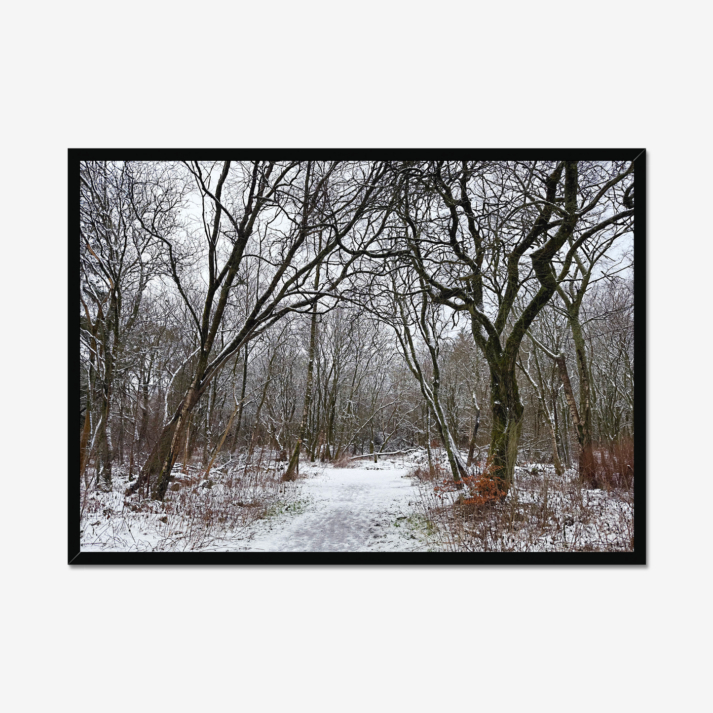 Framed photograph of a winter woodland scene with snow on the ground