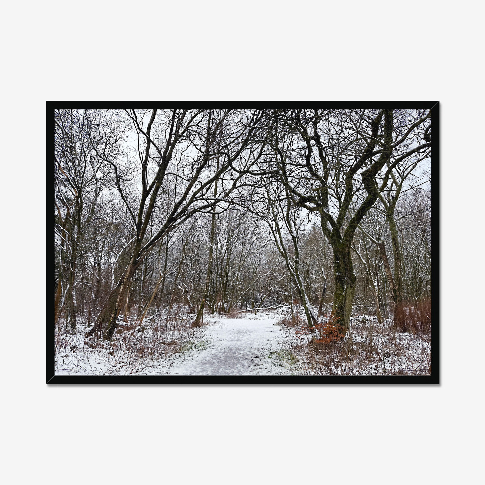 Framed photograph of a winter woodland scene with snow on the ground