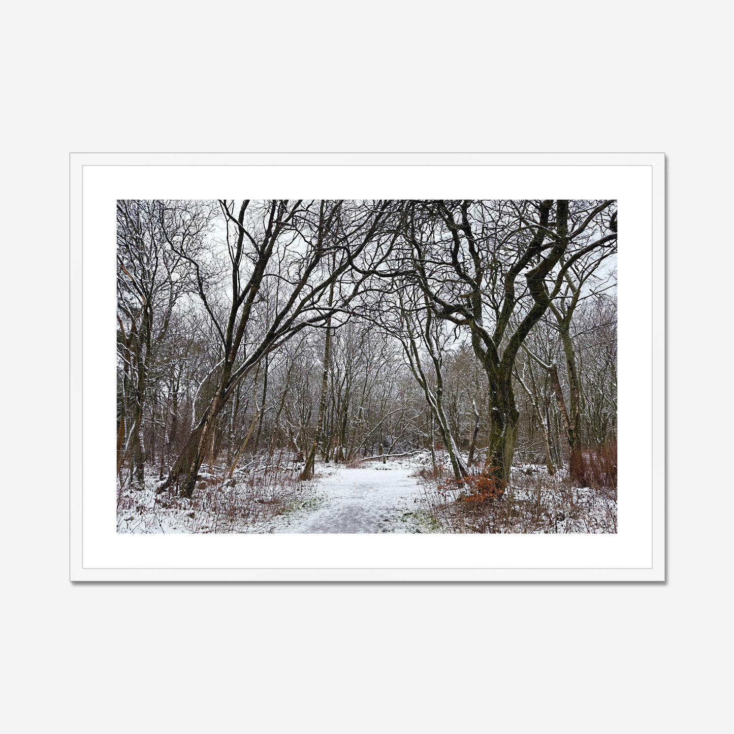 Framed photograph of a winter woodland scene with snow on the ground