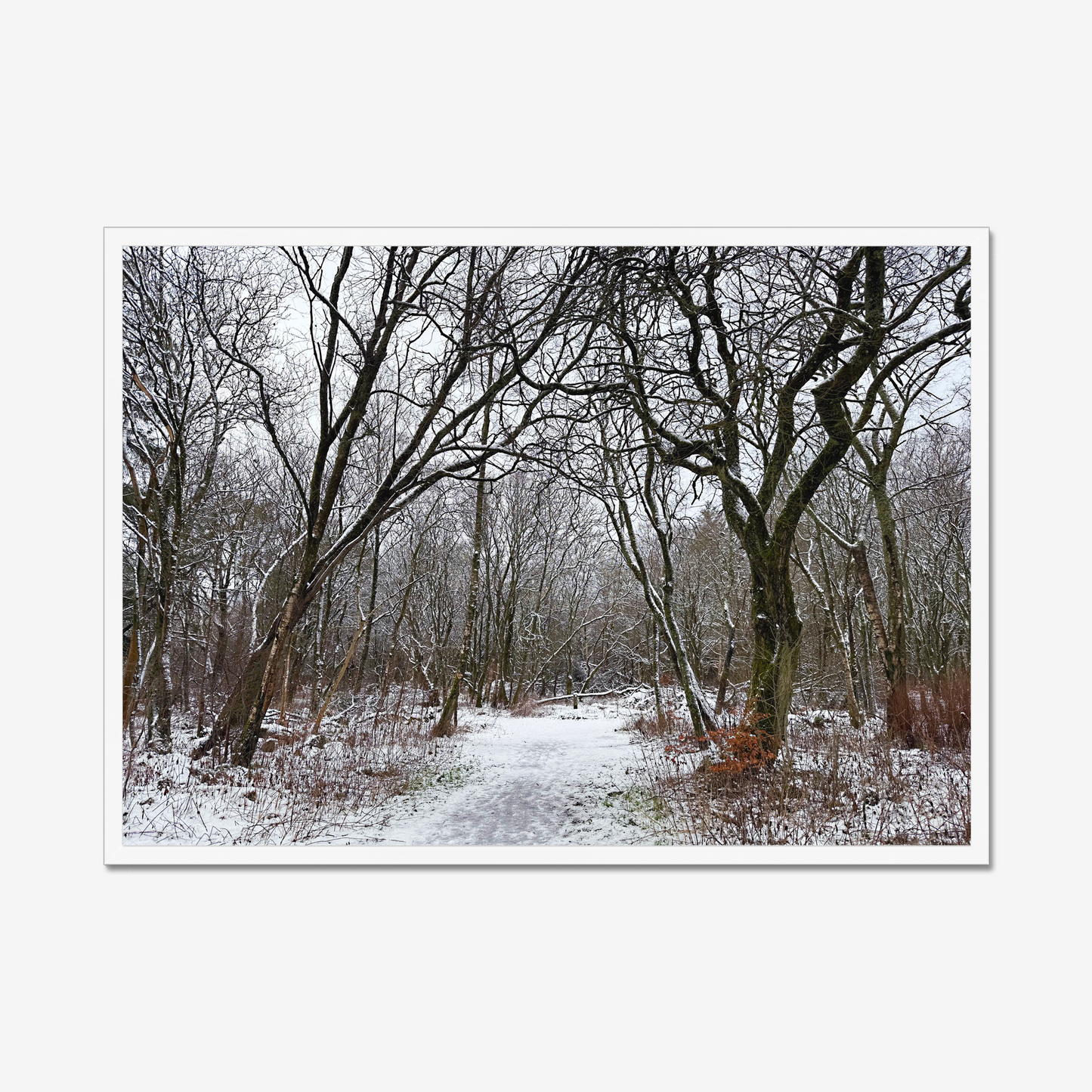 Framed photograph of a winter woodland scene with snow on the ground