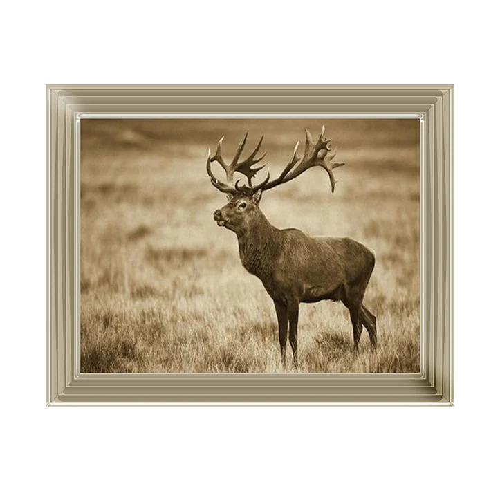 Gold framed picture of a highland stag.