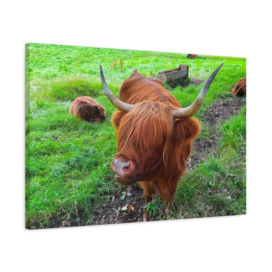Highland cow with large horns in a grassy field