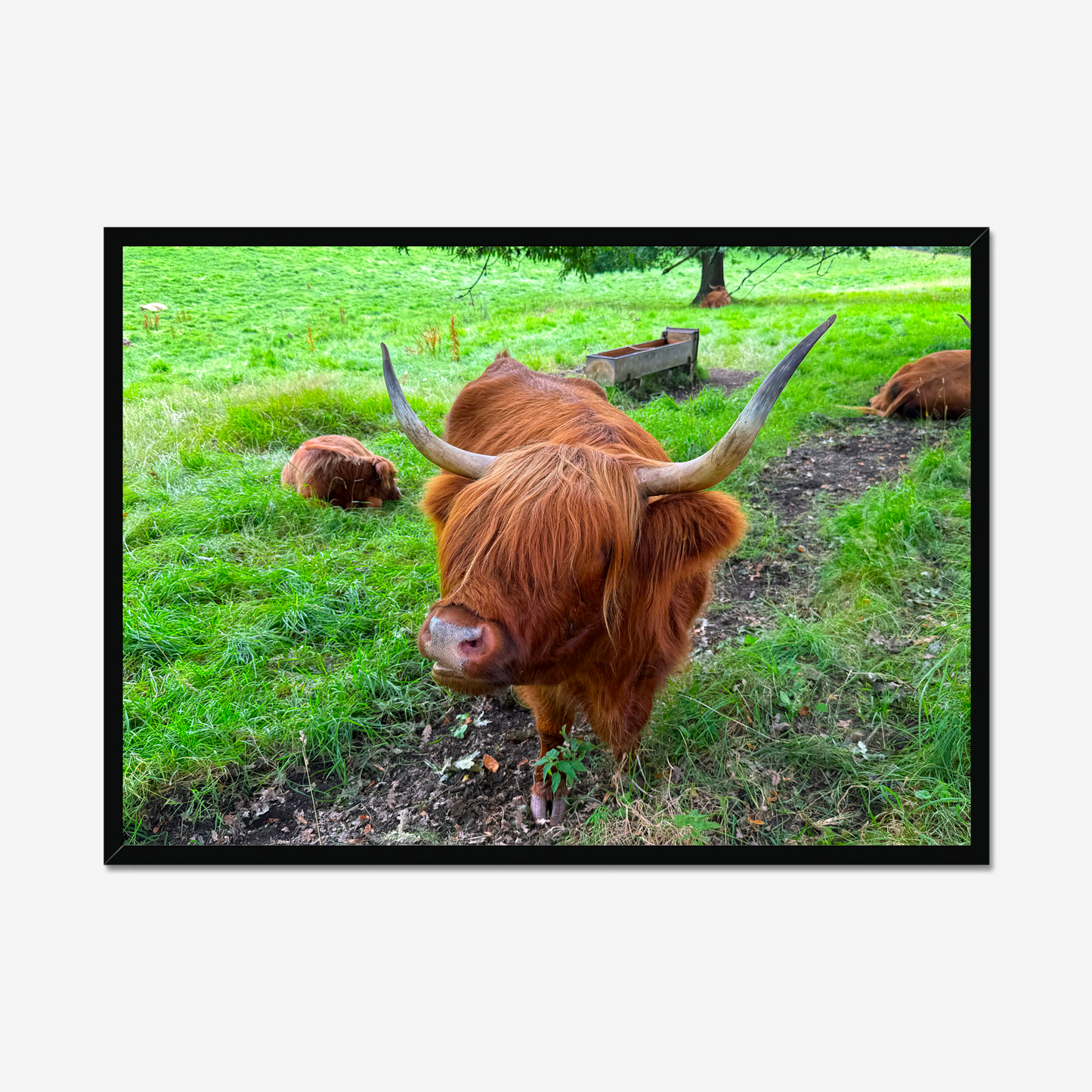 Highland cow in a grassy field with a black frame