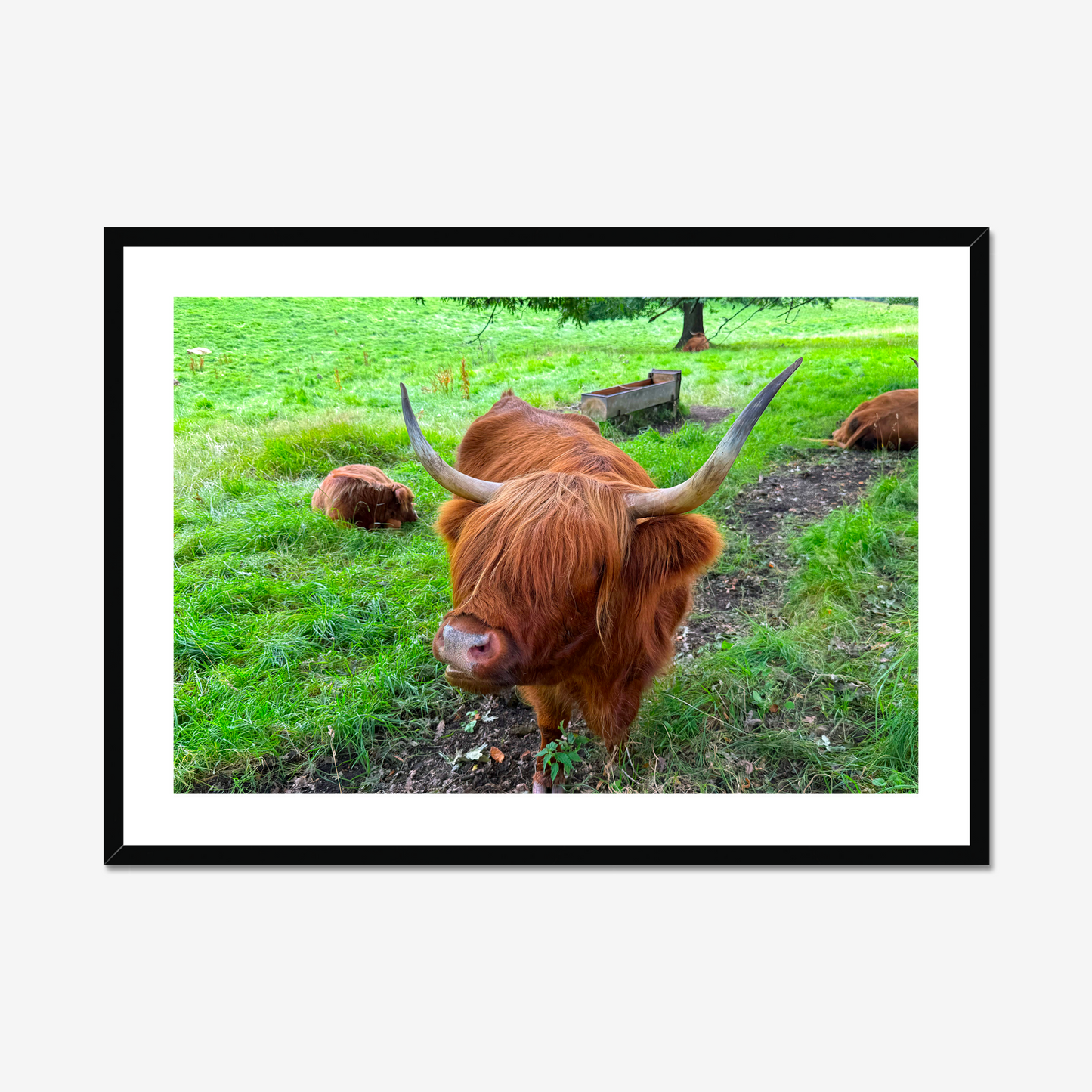 Framed picture of a highland cow in a grassy field