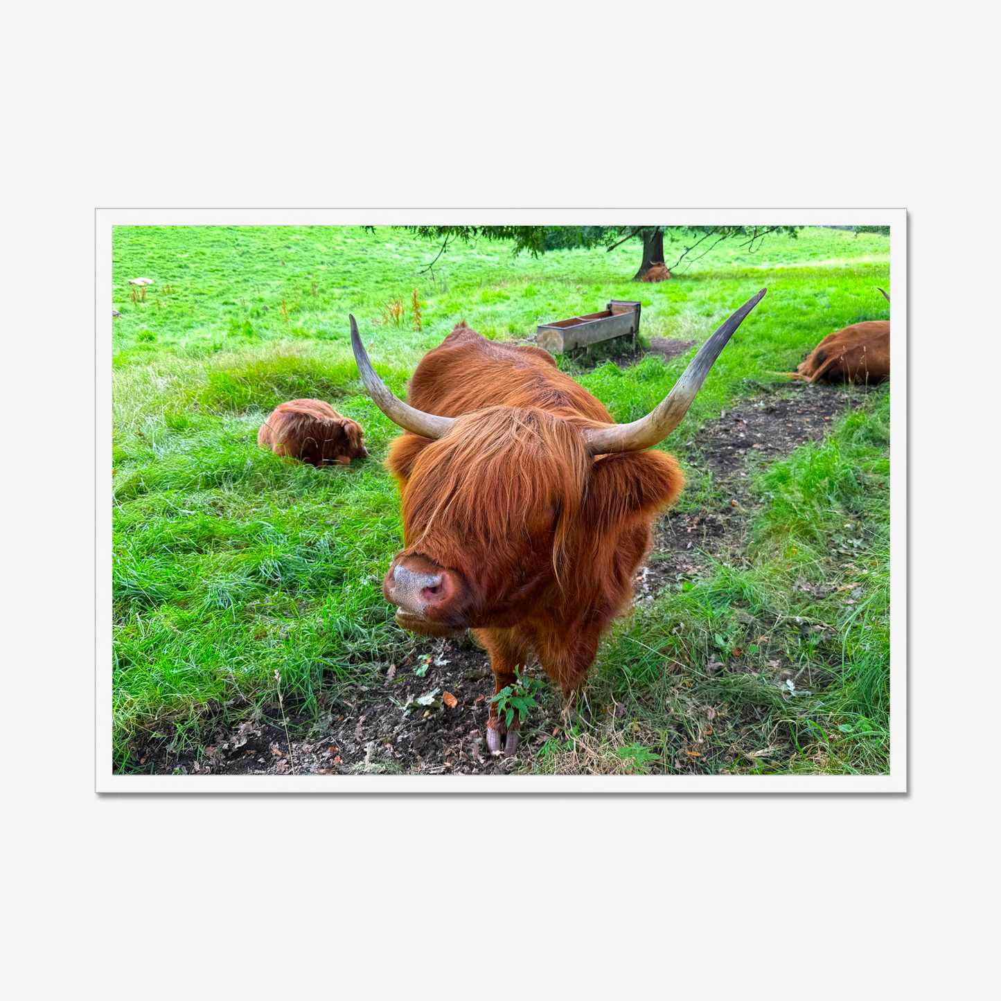 Highland cow in a grassy field with other cows in the background