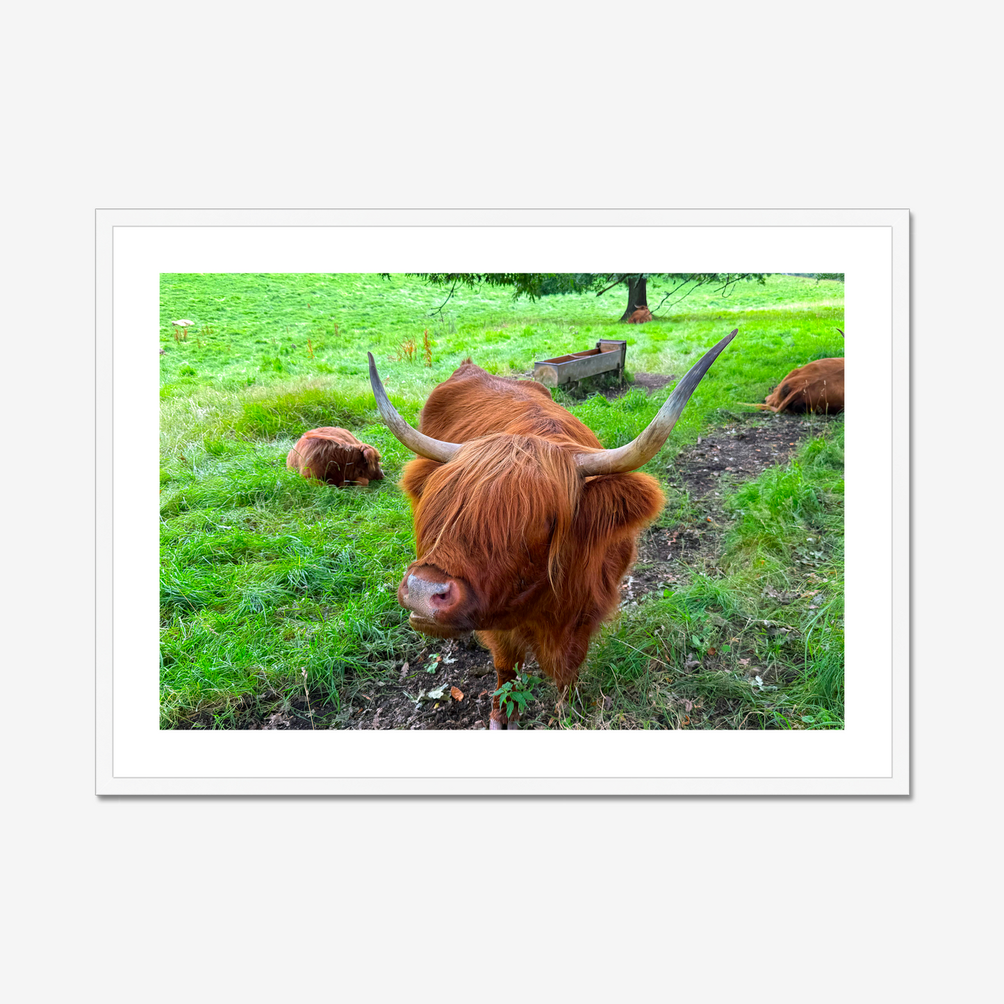 Highland cow in a grassy field with a white border