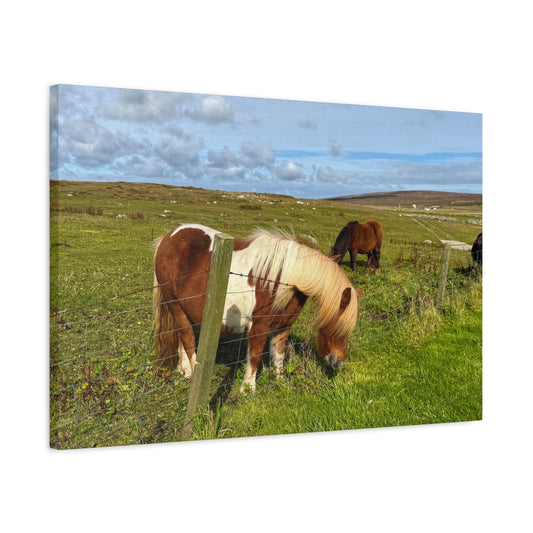 Horses grazing in a green field with a fence and grassy landscape.