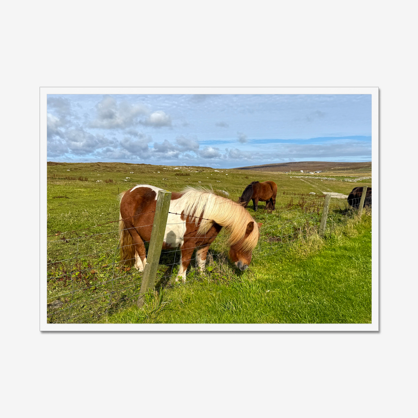 Horses grazing in a green field with a white frame