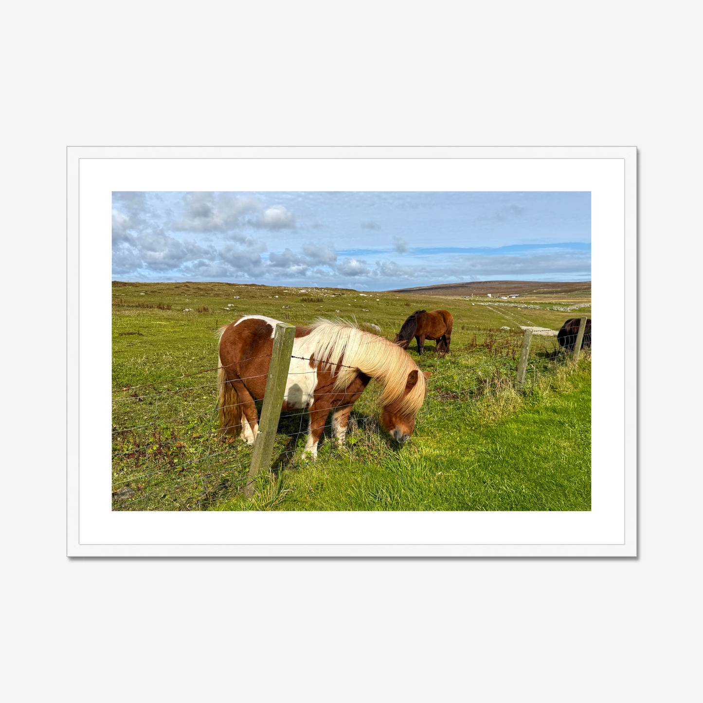 Horses grazing in a green field with a white frame