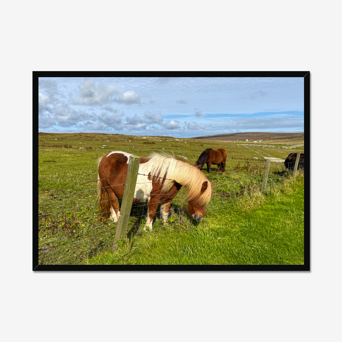 Horses grazing in a green field with a clear sky