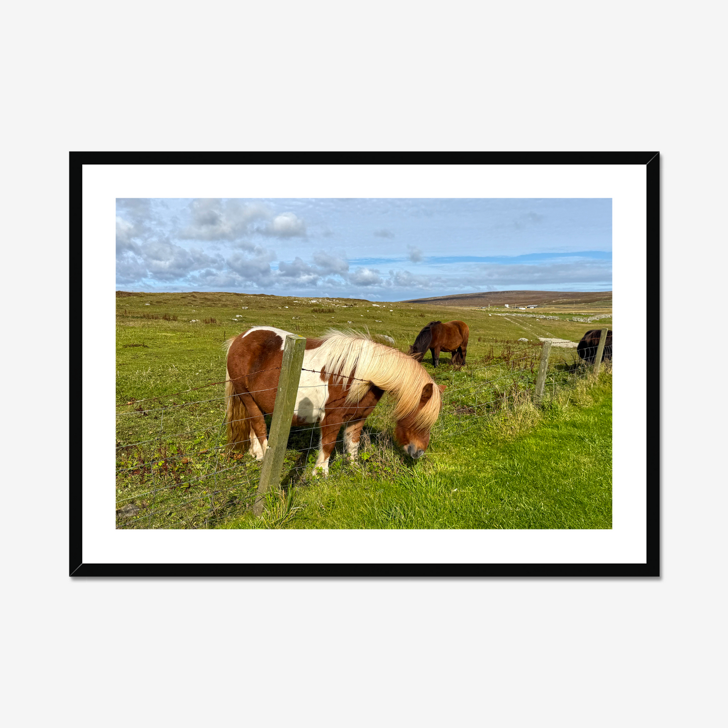 Horses grazing in a green field with a clear sky