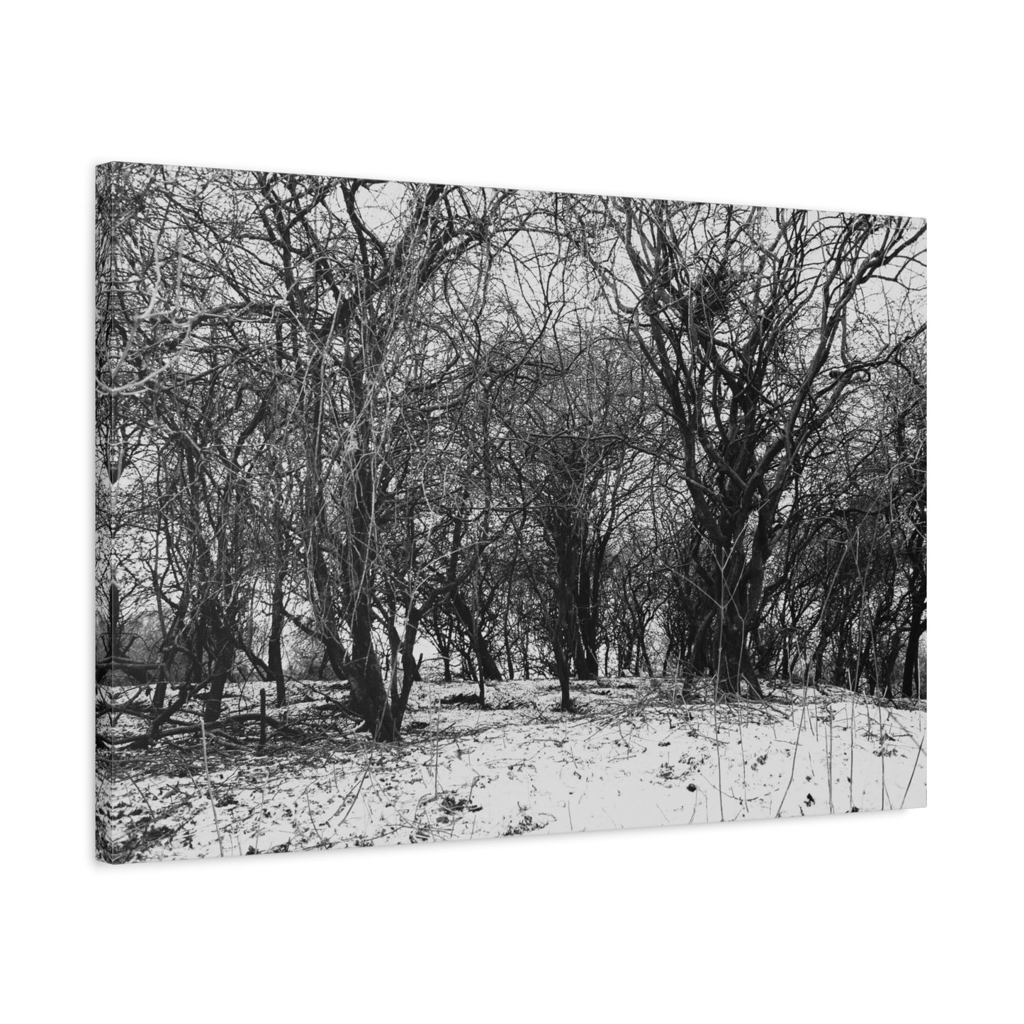 Black and white forest scene with bare trees and snow on the ground