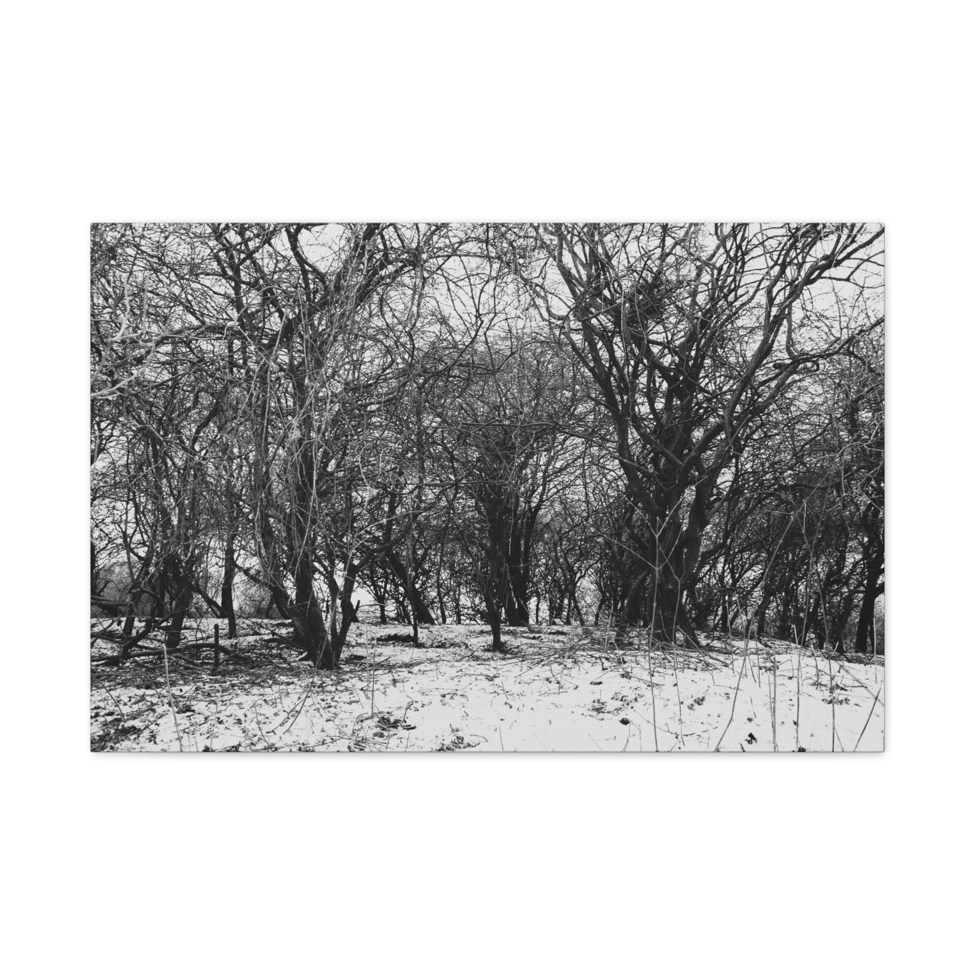 Black and white photo of a forest with snow on the ground