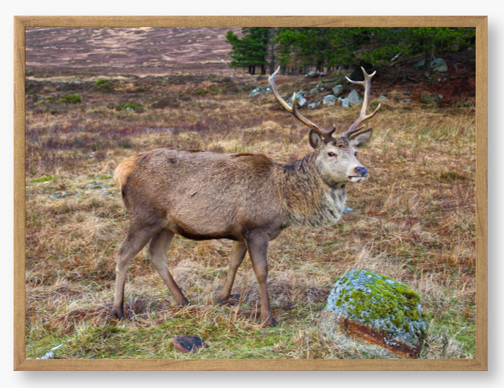 Framed Photo Of A Deer with large antlers standing in a natural landscape