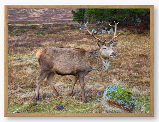 Framed Photo Of A Deer with large antlers standing in a natural landscape