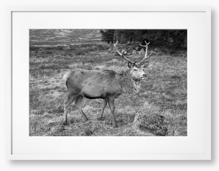 Black and White Framed Photo Of A Deer with large antlers standing in a natural landscape