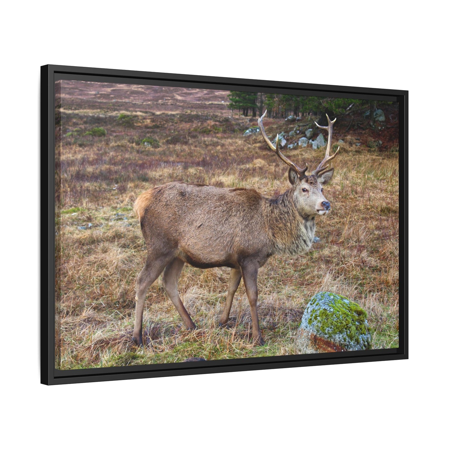 Deer in a natural setting with a black frame
