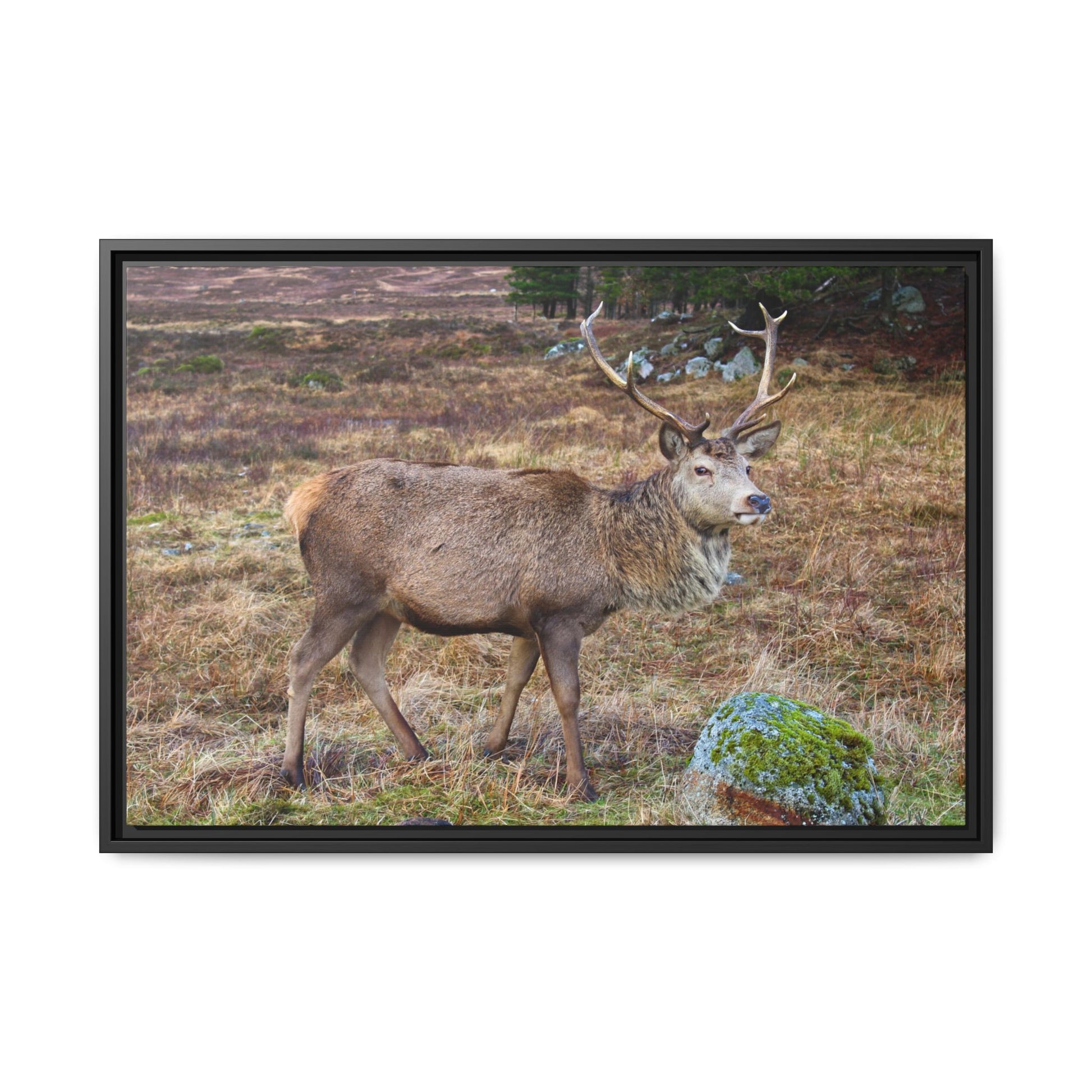 Framed photograph of a deer in a natural landscape