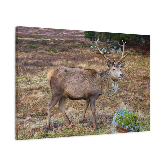 Deer in a natural landscape with dry grass and shrubs