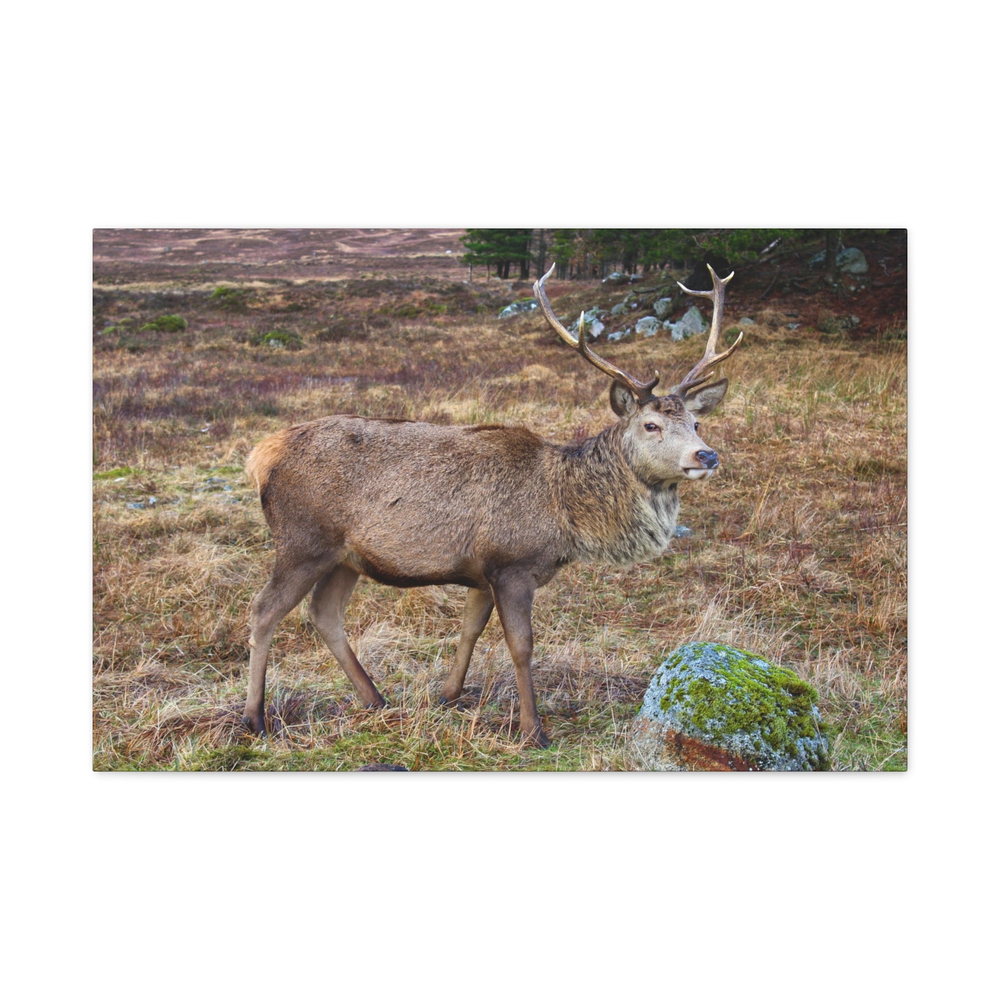 Deer with large antlers standing in a field with a white background