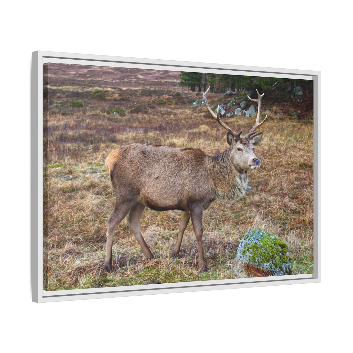 Deer in a natural landscape with a white frame