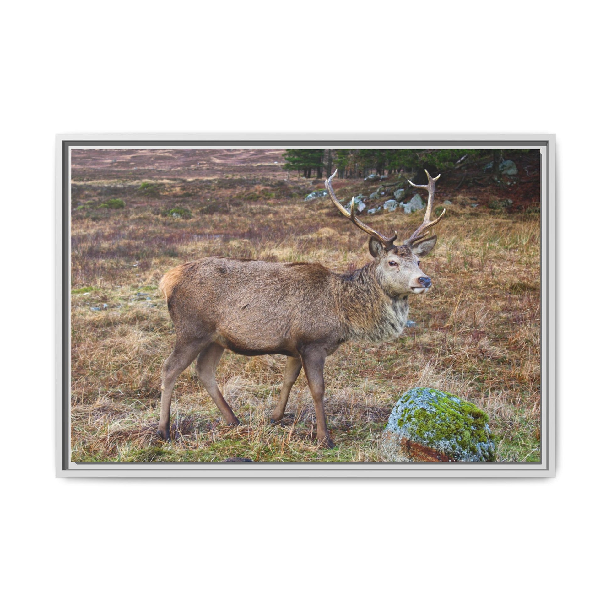 Deer in a natural landscape with a white frame