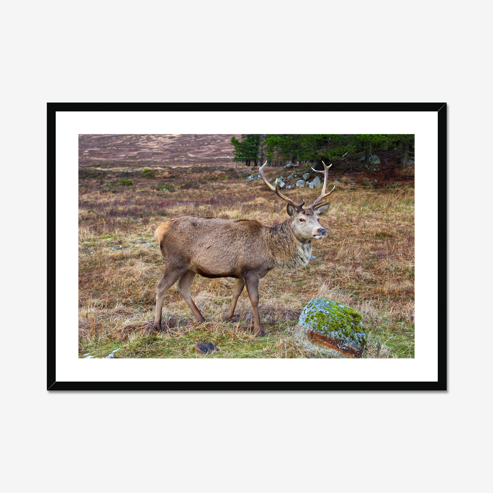 Framed photograph of a deer with large antlers standing in a natural landscape