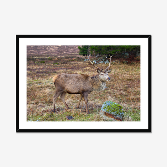 Framed photograph of a deer with large antlers standing in a natural landscape