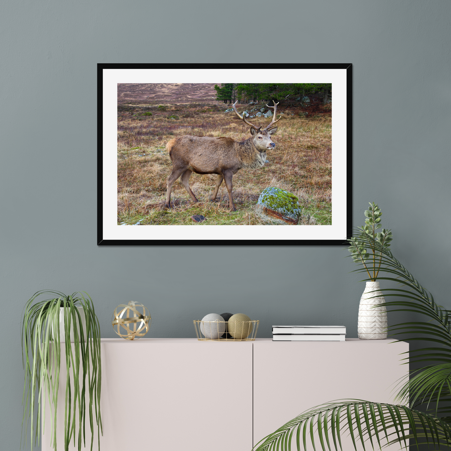 Framed photograph of a deer with large antlers standing in a natural landscape
