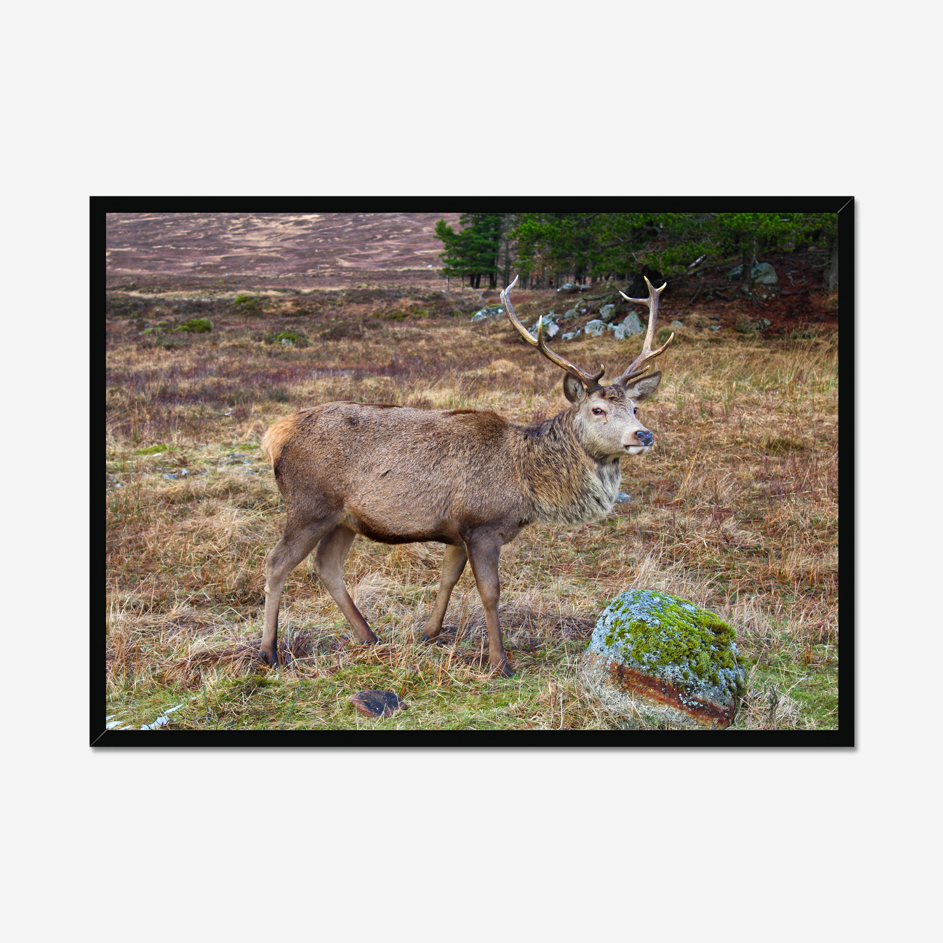 Framed photograph of a deer with large antlers standing in a natural landscape