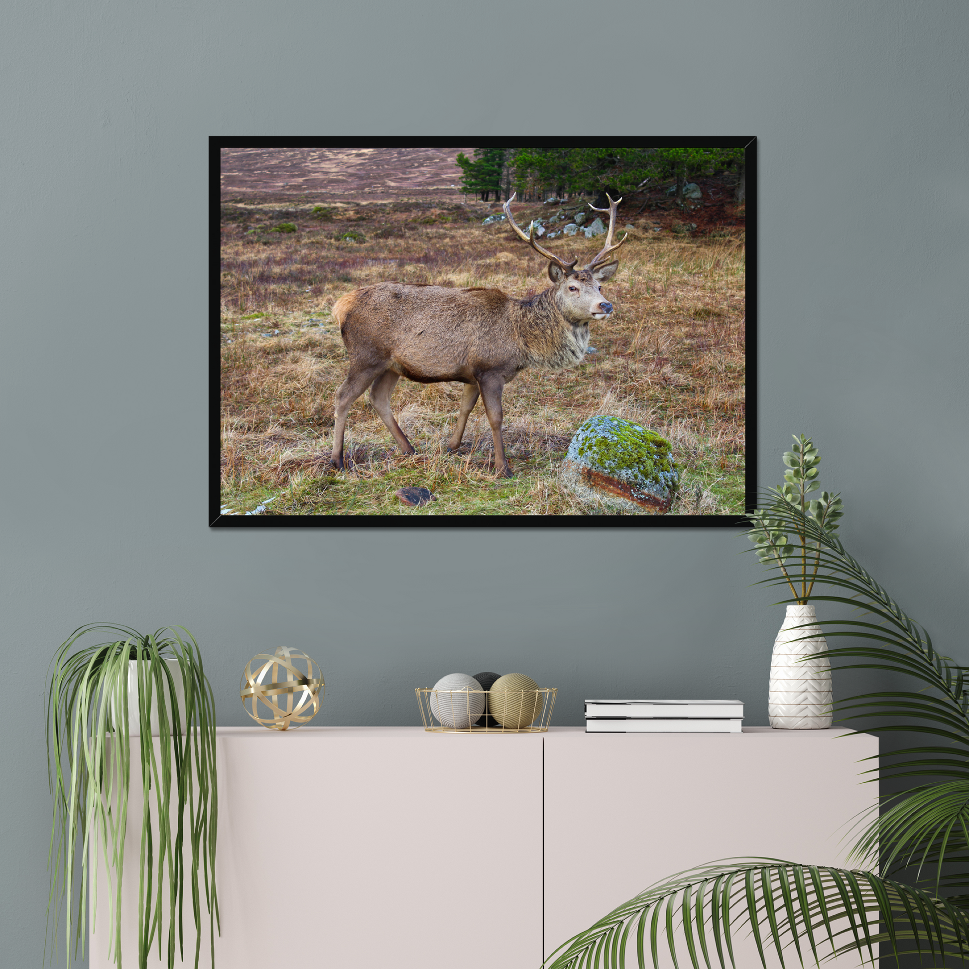 Framed photograph of a deer with large antlers standing in a natural landscape