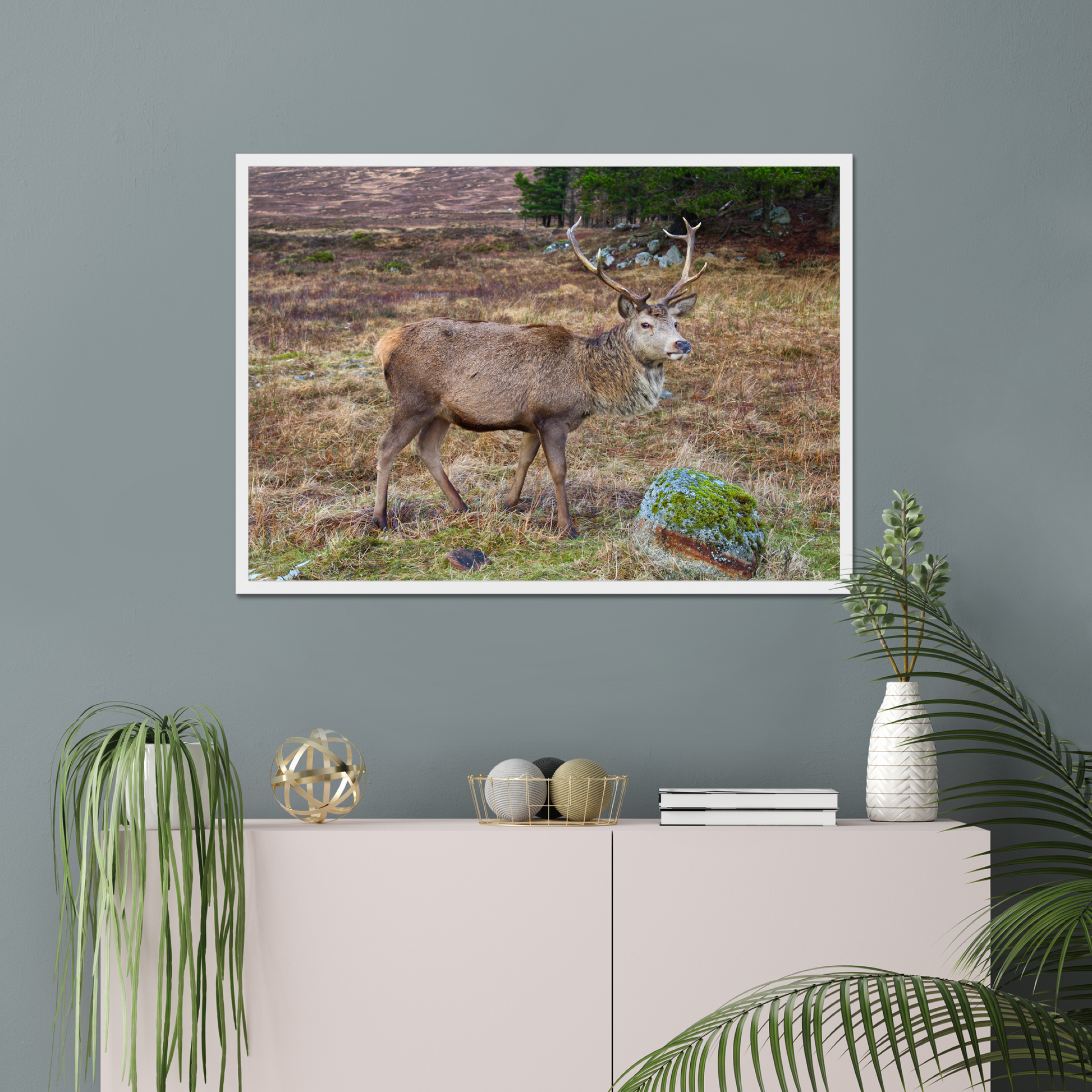 Framed photograph of a deer with large antlers standing in a natural landscape