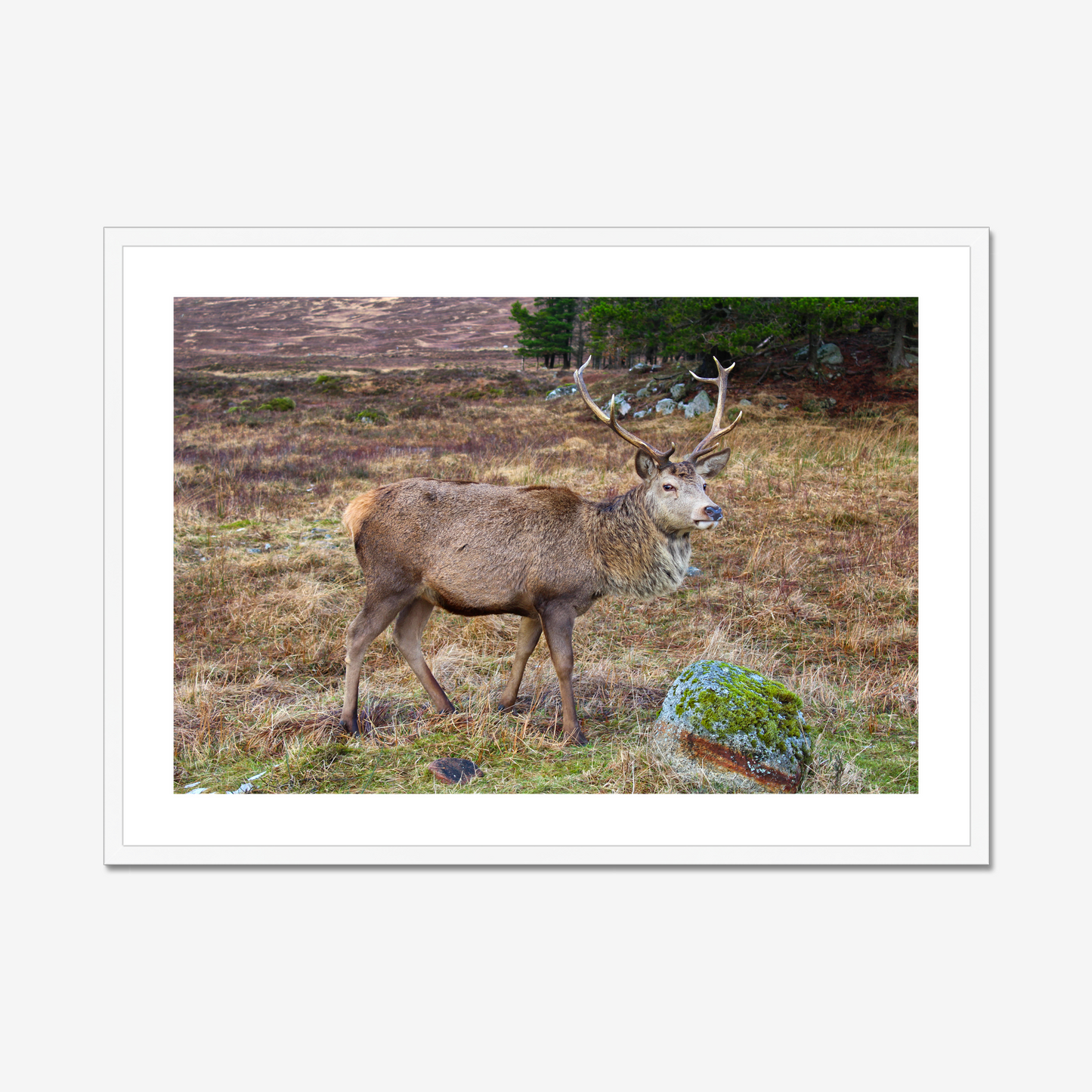 Framed photograph of a deer with large antlers standing in a natural landscape
