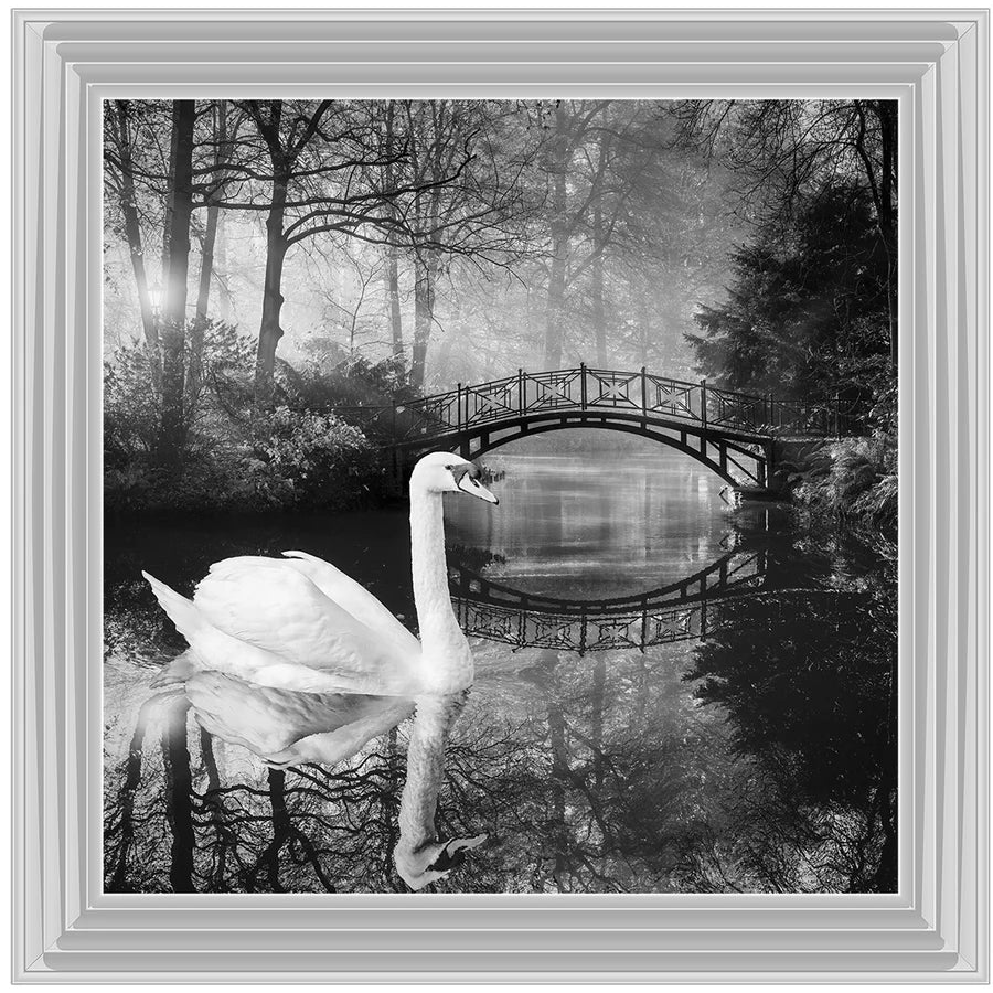 Black & White Swan - Framed Picture